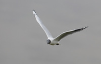 Andean Gull (Larus serranus) photo