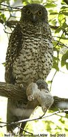 Powerful Owl - Ninox strenua