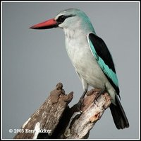 Woodland Kingfisher - Halcyon senegalensis