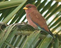 Broad-billed Roller - Eurystomus glaucurus