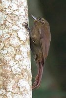 Wedge-billed Woodcreeper - Glyphorynchus spirurus