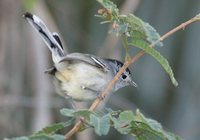 Caatinga Antwren - Herpsilochmus sellowi