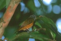 Gray-hooded Flycatcher - Mionectes rufiventris