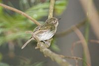 Snethlage's Tody-Tyrant - Hemitriccus minor