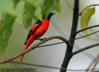 Fiery Minivet - Pericrocotus igneus