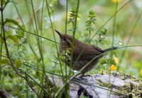 Mountain Wren - Troglodytes solstitialis