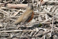 Brown-headed Thrush - Turdus chrysolaus