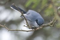 Masked Gnatcatcher - Polioptila dumicola