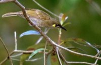 Yellow-spotted Honeyeater - Meliphaga notata