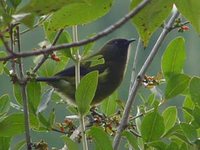 New Zealand Bellbird - Anthornis melanura