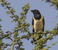 Magpie Starling - Speculipastor bicolor