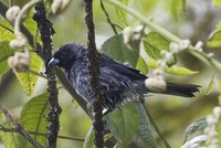 Black-faced Tanager - Schistochlamys melanopis