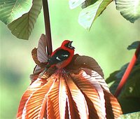 White-winged Tanager - Piranga leucoptera