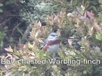 Bay-chested Warbling-Finch - Poospiza thoracica