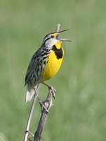 Eastern Meadowlark - Sturnella magna