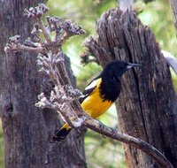 Scott's Oriole - Icterus parisorum