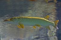 Tiger Muskellunge