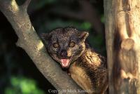 Two Spotted Palm Civet