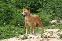 New Guinea Singing Dog, Canis lupus hallstromi