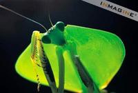 Hooded Leaf Mantis photo