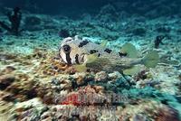 short spined Porcupine fish ( Diodon liturosus ) , Vakarufalhi , Ari atoll , Indian Ocean , Mald...