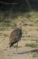 ...Senegal thick knee ( Burhinus senegalensis ) , Murchison Falls National Park , Uganda stock phot