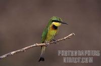 Little bee eater , Merops pusillus , South Luangwa National Park , Zambia stock photo