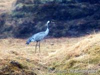 Common Crane Grus grus