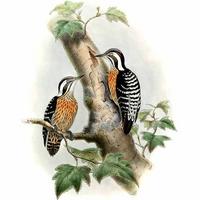 Pic à coiffe grise Dendrocopos canicapillus Grey-capped Woodpecker © John Gould