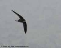 White-throated Needletail » Hirundapus caudacutus