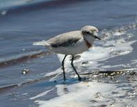 Chestnut-banded Plover p.130