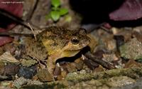 toad
