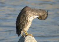 Striated Heron Butorides striatus 검은댕기해오라기