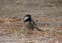 Coal Tit Parus  ater 진박새