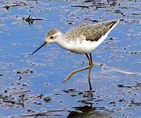 Marsh Sandpiper