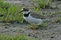 Little Ringed-Plover