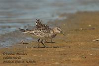 Bécasseau         de Baird (Calidris bairdii)