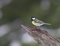 Great Tit (Parus major)