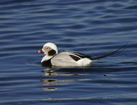 Long-tailed duck (Clangula hyemalis)