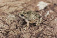 : Alytes maurus