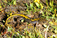 : Ambystoma macrodactylum; Long-toed Salamander