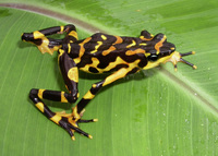 : Atelopus varius; Harlequin Frog