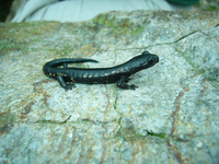 : Bolitoglossa franklini nigroflavescens