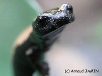 : Bolitoglossa platydactyla