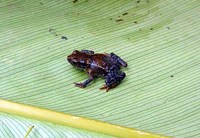 : Parapelophryne scalpta; Hainan Little Toad
