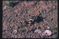 : Pseudacris triseriata triseriata; Western Chorus Frog