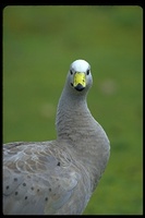 : Cereopsis novaehollandiae; Cape Barren Goose