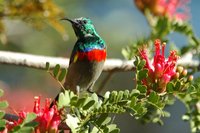 : Cinnyris chalybeus; Southern Double-collared Sunbird