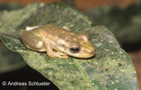 : Scinax ruber