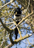 : Pica nuttalli; Yellow-billed Magpie